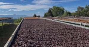 I Feria Artesanal de Café, Cocuy, Cacao y Miel destacan por su aporte económico al país