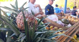 Beneficiadas 5.000 familias en jornadas de Campo Soberano y Bodega Móvil en despliegue de la Gobernación del Zulia