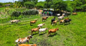 Plan de Caracterización del Ganado Bovino avanza en el Zulia: Abordaron 7.800 predios