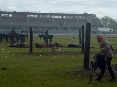 TRAGEDIA EN JOCKEY CLUB: Rayó mató a 4 yeguas e hirió a un trabajador