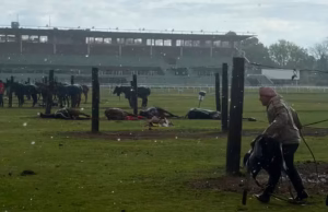 TRAGEDIA EN JOCKEY CLUB: Rayó mató a 4 yeguas e hirió a un trabajador